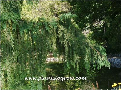 a pendulous branch